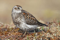 Nome, Alaska (USA) - ssp. tschuktschorum