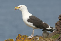 Snæfellsnes (Island)