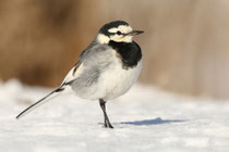 Karuizawa (Japan) - Motacilla alba ocularis