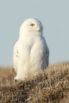 Schnee-Eule