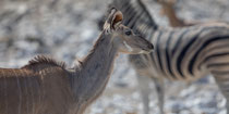 Kudu