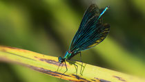 Blauflügel-Prachtlibelle M / Calopteryx virgo virgo; Limpach Uetendorf Juni 2018