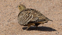 Nama Flughuhn, Namaqua Sandgrouse Pterocles namaqua