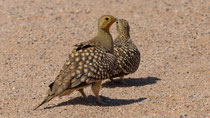 Nama Flughuhn, Namaqua Sandgrouse Pterocles namaqua