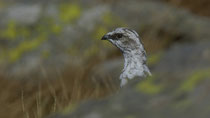 Alpenschneehuhn / Rock Ptarmigan