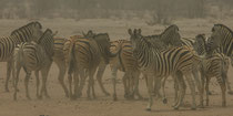 Zebras im Sandsturm