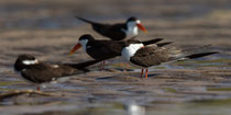 Braunmantelscherenschnabel oder African Skimmer