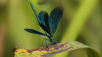 Blauflügel-Prachtlibelle M / Calopteryx virgo virgo; Limpach Uetendorf Juni 2018