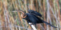 Schlangenhalsvogel