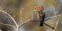 Bradfield's Hornbill