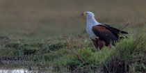 Schreiseeadler