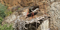 Schwarzstorch am Brutplatz