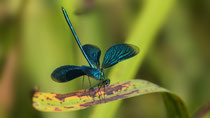 Blauflügel-Prachtlibelle M / Calopteryx virgo virgo; Limpach Uetendorf Juni 2018