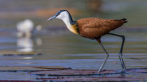 Jacana oder Blaustirnblatthühnchen