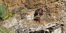 Schwarzstorch am Brutplatz