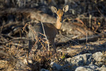 Dikdik