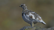 Alpenschneehuhn / Rock Ptarmigan