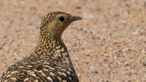 Nama Flughuhn, Namaqua Sandgrouse Pterocles namaqua