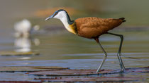 Jacana oder Blaustirnblatthühnchen