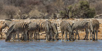 Zebras an der Wasserstelle