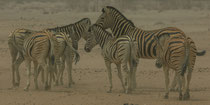 Zebras im Sandsturm