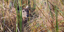 Wasserkudu