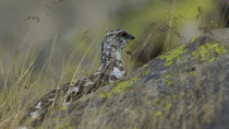 Alpenschneehuhn / Rock Ptarmigan