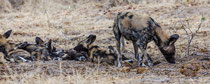 Afrikanische Wildhunde