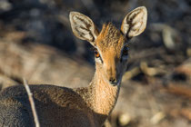 Dikdik