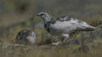 Alpenschneehuhn / Rock Ptarmigan