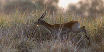 Lechwe