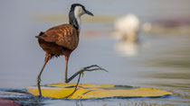 Jacana oder Blaustirnblatthühnchen