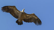 Gänsegeier / Griffon Vulture