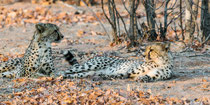 Gepard