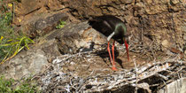 Schwarzstorch am Brutplatz