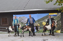 Gebirgsziegenschau Rotholz 2019 (Zuchtbock Elbrus 2. Platz, Zuchtbock Ikarus 3. Platz)