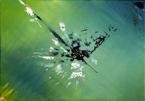 Kind des Blue In Grün; 2023; 70 x 100 cm; Acryl auf Leinwand