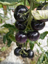 Schwarze Tomate