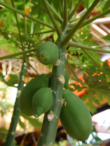 Papaya Sorte carica