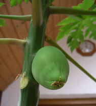 Papaya carica (echte Papaya)