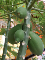 Papaya Sorte carica