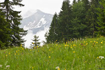 Frühling in den Bergen