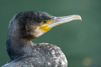 Kormoran