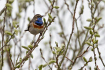 Blaukehlchen, Männchen