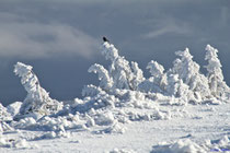 Winterstimmung auf dem Brocken