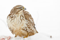 Mäusebussard