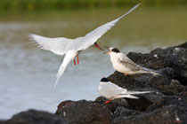 Küstenseeschwalbe füttert Jungvogel