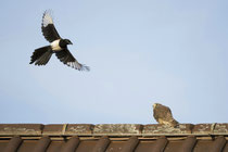 Elster attackiert Turmfalke