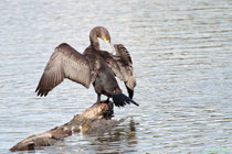 Kormoran bei Gefiederpflege