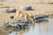 Schwarznasenimpala, Perlhühner am Wasserloch